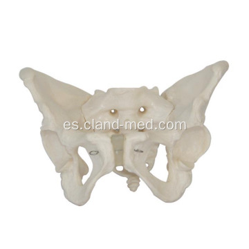 Pelvis de la mujer adulta